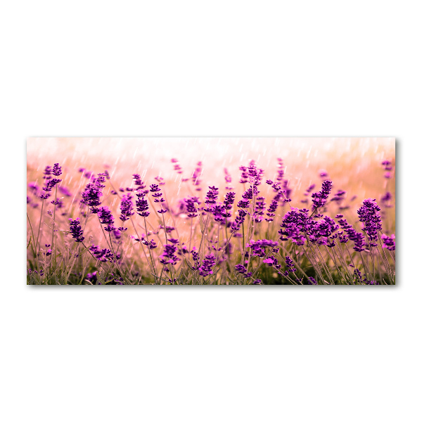 Foto op plexiglas Lavendel