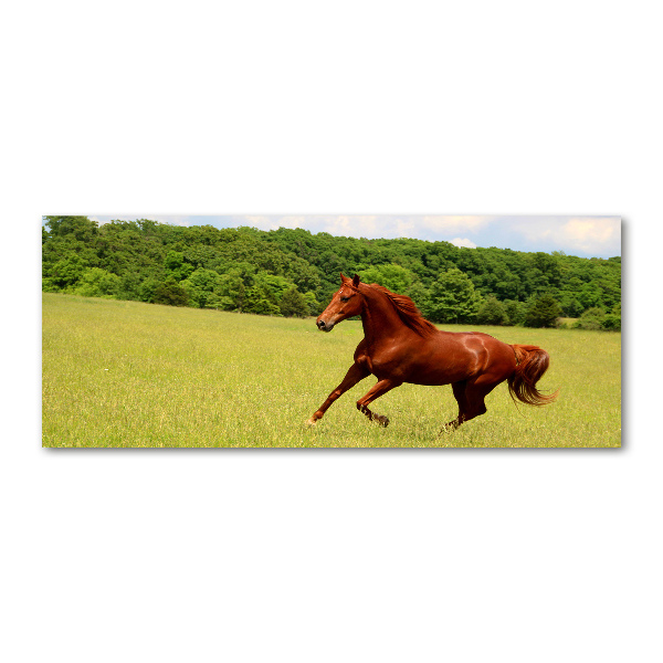 Schilderij op acrylglas Een paard in de wei