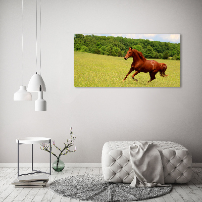 Schilderij op acrylglas Een paard in de wei