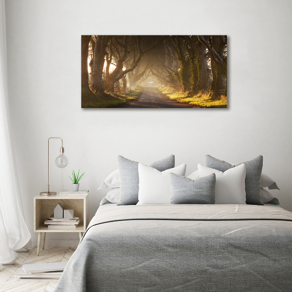 Plexiglas foto Mist in het bos