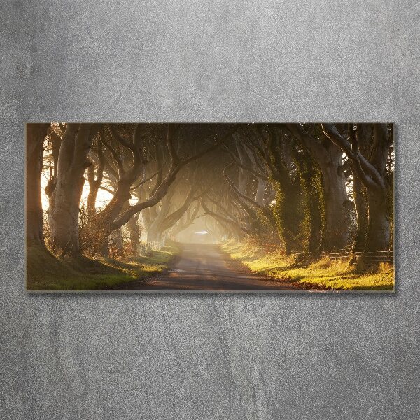 Plexiglas foto Mist in het bos