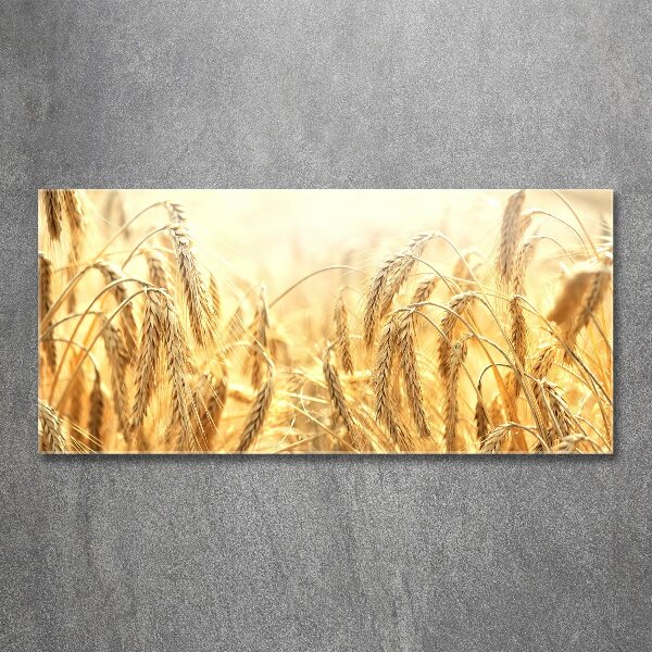 Obraz zdjęcie nowoczesny akrylowy Zboże