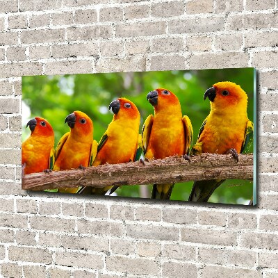 Plexiglas schilderij Papegaaien op een tak