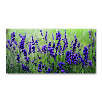 Foto in plexiglas Lavendel