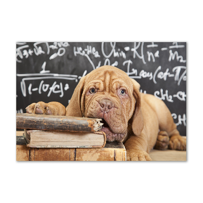 Foto in plexiglas De hond bijt in het boek.