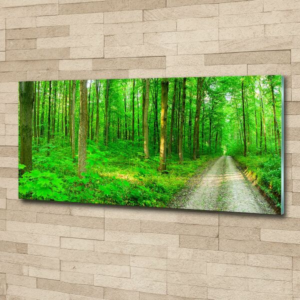 Obraz zdjęcie szkło akryl Drzewa w lesie