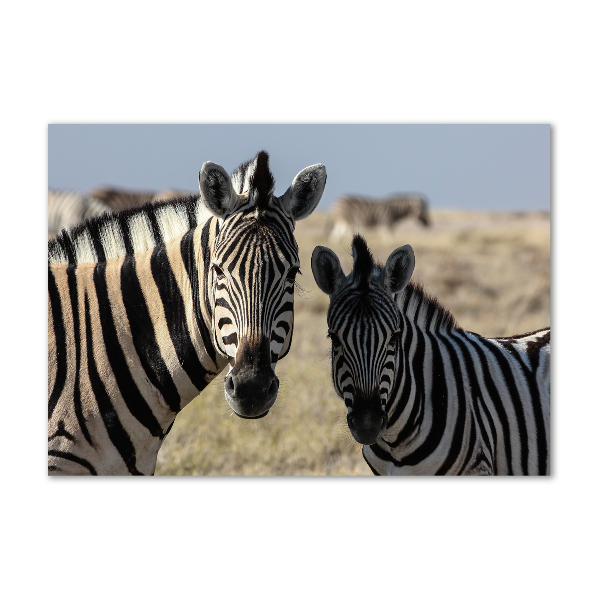 Foto op plexiglas Twee zebra's