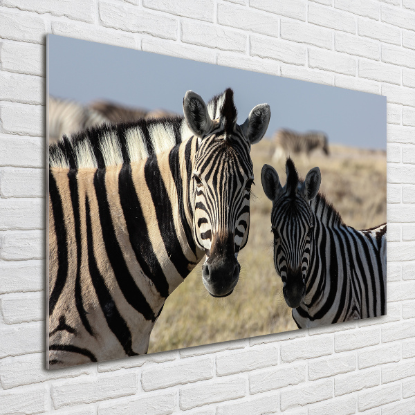 Foto op plexiglas Twee zebra's