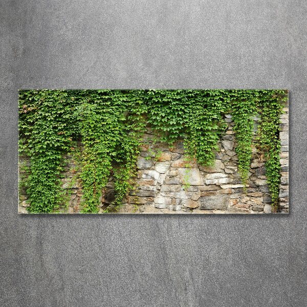 Plexiglas schilderij Groene klimop