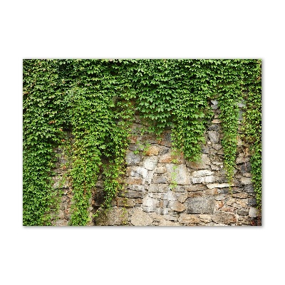 Plexiglas schilderij Groene klimop