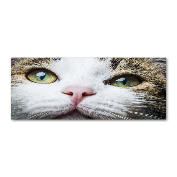 Foto op plexiglas Groene kattenogen