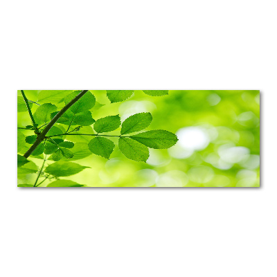 Plexiglas foto Groene bladeren
