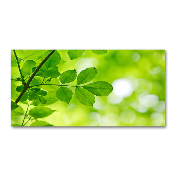 Plexiglas foto Groene bladeren