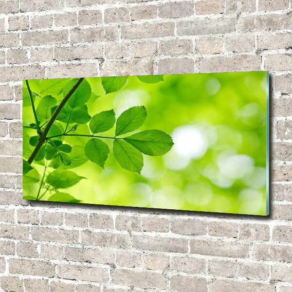 Plexiglas foto Groene bladeren