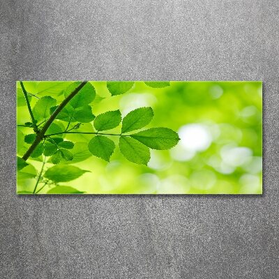 Plexiglas foto Groene bladeren