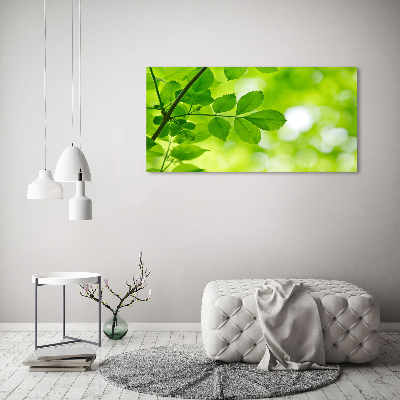 Plexiglas foto Groene bladeren