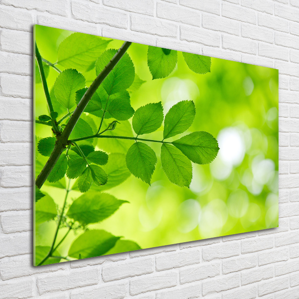 Plexiglas foto Groene bladeren