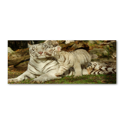 Foto plexiglas Tijgers