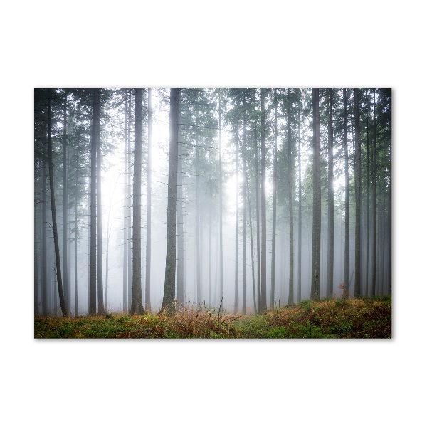 Plexiglas schilderij Mist in het bos