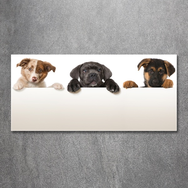Plexiglas schilderij Drie puppy's