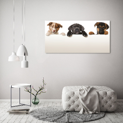 Plexiglas schilderij Drie puppy's