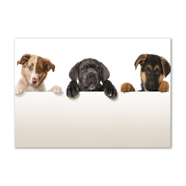 Plexiglas schilderij Drie puppy's
