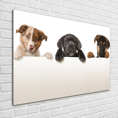 Plexiglas schilderij Drie puppy's