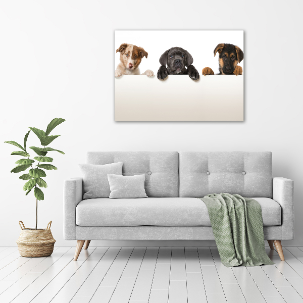 Plexiglas schilderij Drie puppy's