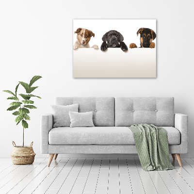 Plexiglas schilderij Drie puppy's