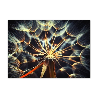 Foto op plexiglas Paardenbloemen