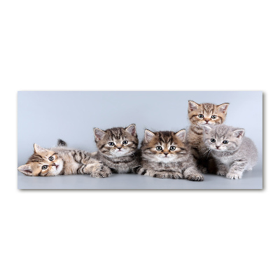 Plexiglas foto Vijf katten