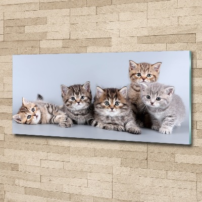 Plexiglas foto Vijf katten