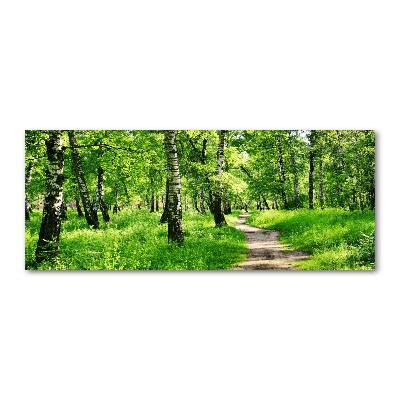 Foto obraz szkło akryl Brzozowy las