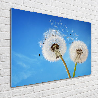 Foto op plexiglas Paardenbloemen