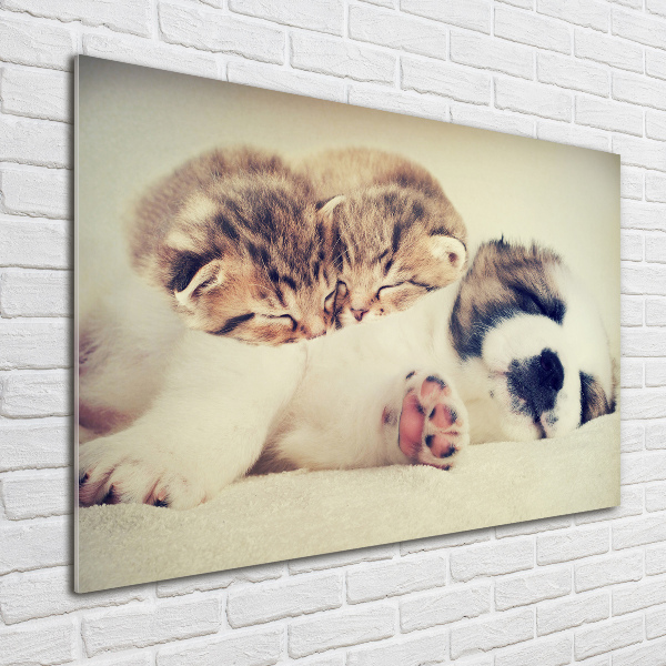 Foto in plexiglas Twee katten en een hond