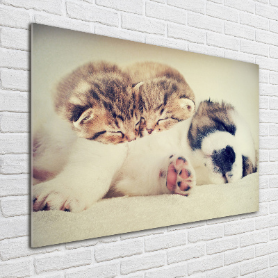 Foto in plexiglas Twee katten en een hond
