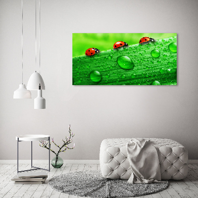 Foto op plexiglas Lieveheersbeestjes op het gras
