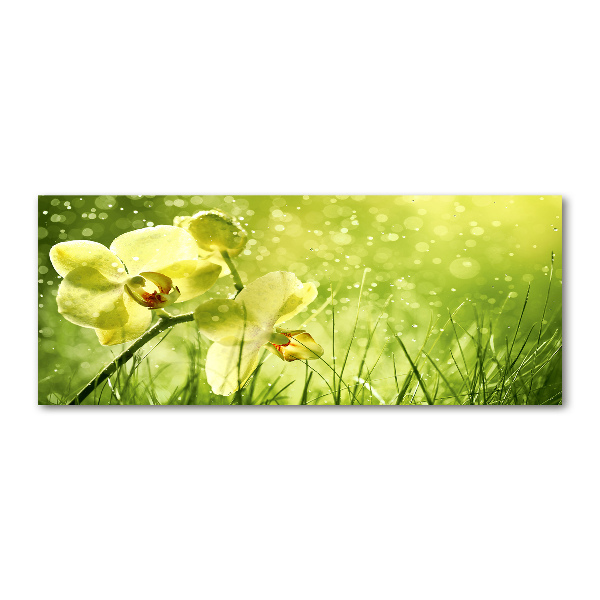 Plexiglas schilderij Orchidee