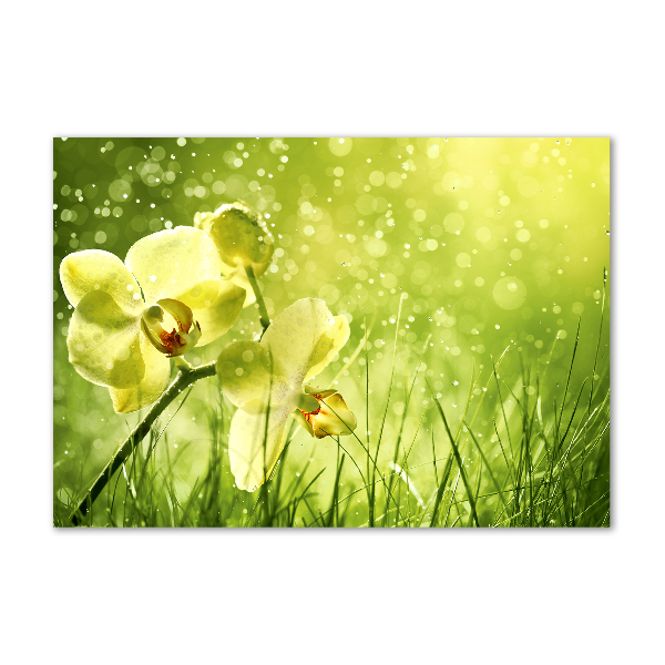 Plexiglas schilderij Orchidee