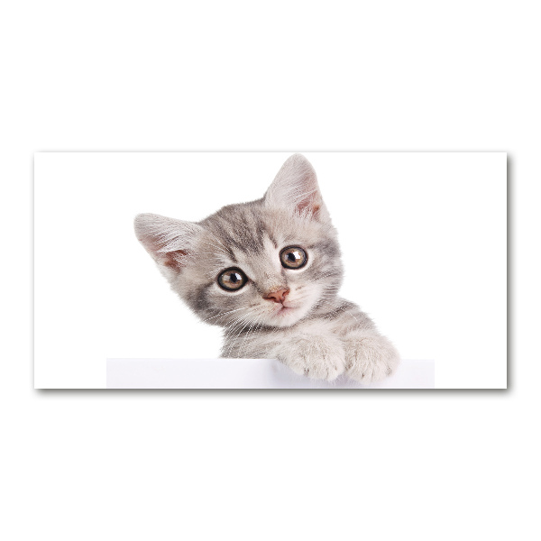 Foto plexiglas Grijze kat