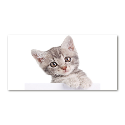 Foto plexiglas Grijze kat