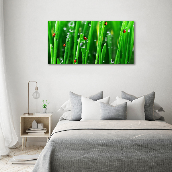 Schilderij op acrylglas Lieveheersbeestjes op het gras