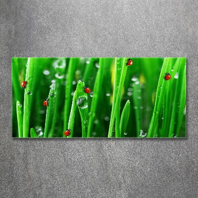 Schilderij op acrylglas Lieveheersbeestjes op het gras