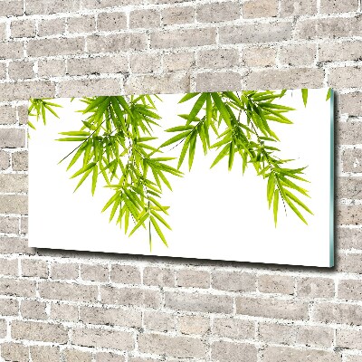 Obraz zdjęcie szkło akryl Liście bambusa