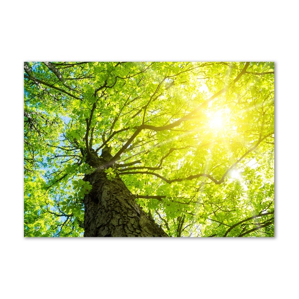 Foto op plexiglas Kastanje in de lente