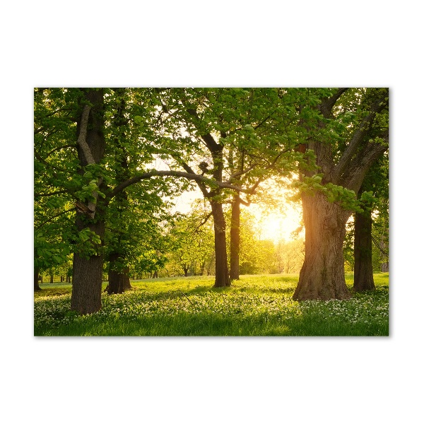 Foto in plexiglas Bomen in het park
