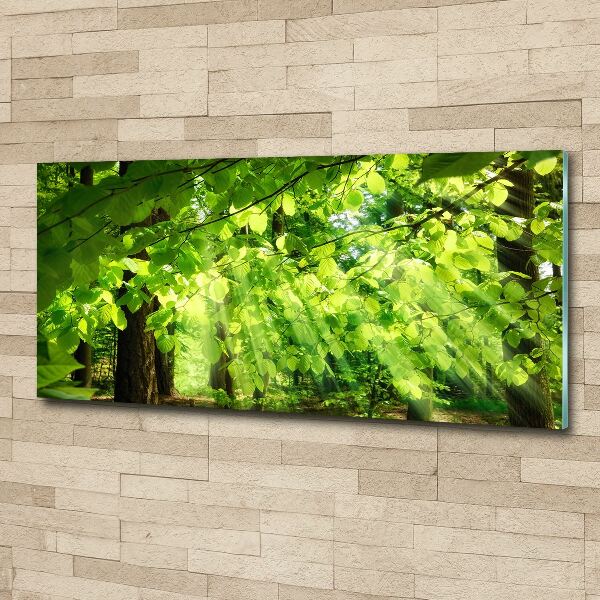 Foto op plexiglas Beukenbladeren