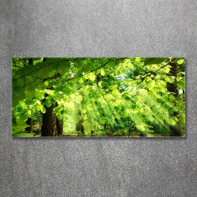 Foto op plexiglas Beukenbladeren