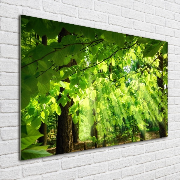 Foto op plexiglas Beukenbladeren