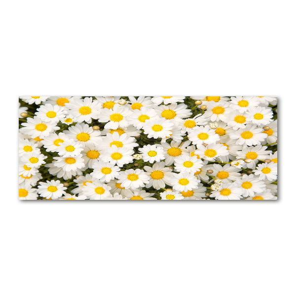 Foto op plexiglas Madeliefjes